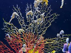 -成都浩海立方海洋公园