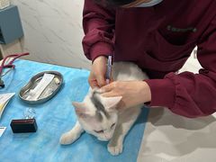 -伟伟宠物医院·CT影像中心·瑞派犬猫综合性门诊(汉口总院)