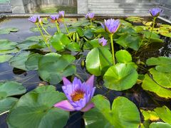 -三亚海棠湾万丽度假酒店