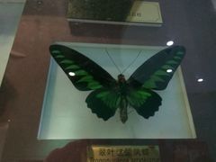 -上海昆虫博物馆