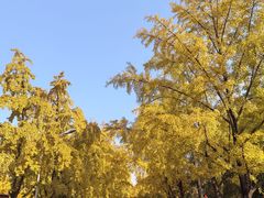 -三里屯东五街银杏大道