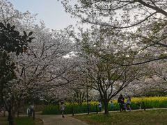 -苏州上方山国家森林公园