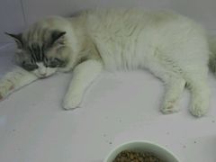 -喵的天空名猫咖啡馆·撸猫·猫舍·用品