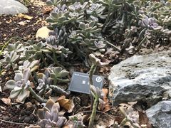 -东莞植物园