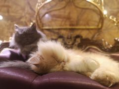 -more than meow吴止猫主题餐厅(承德 中船汇店)