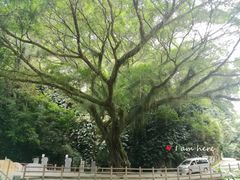 -广州市石门国家森林公园