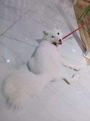 -Moni星球萌宠·小马宝莉·灵蛇·高端高阶全萌宠互动体验俱乐部(红豆国际广场店)