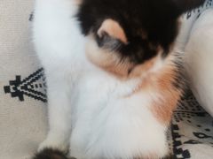 -平行世界·猫咖(首经贸店)