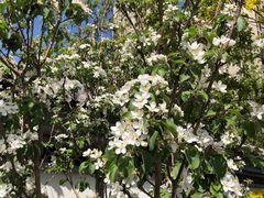 -万源龙顺度假庄园生态观光园