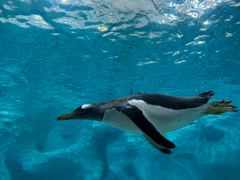 -帝企鹅自助餐厅•儿童岛•真企鹅(长隆企鹅酒店)