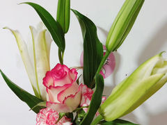 -大自然花鸟鱼虫市场