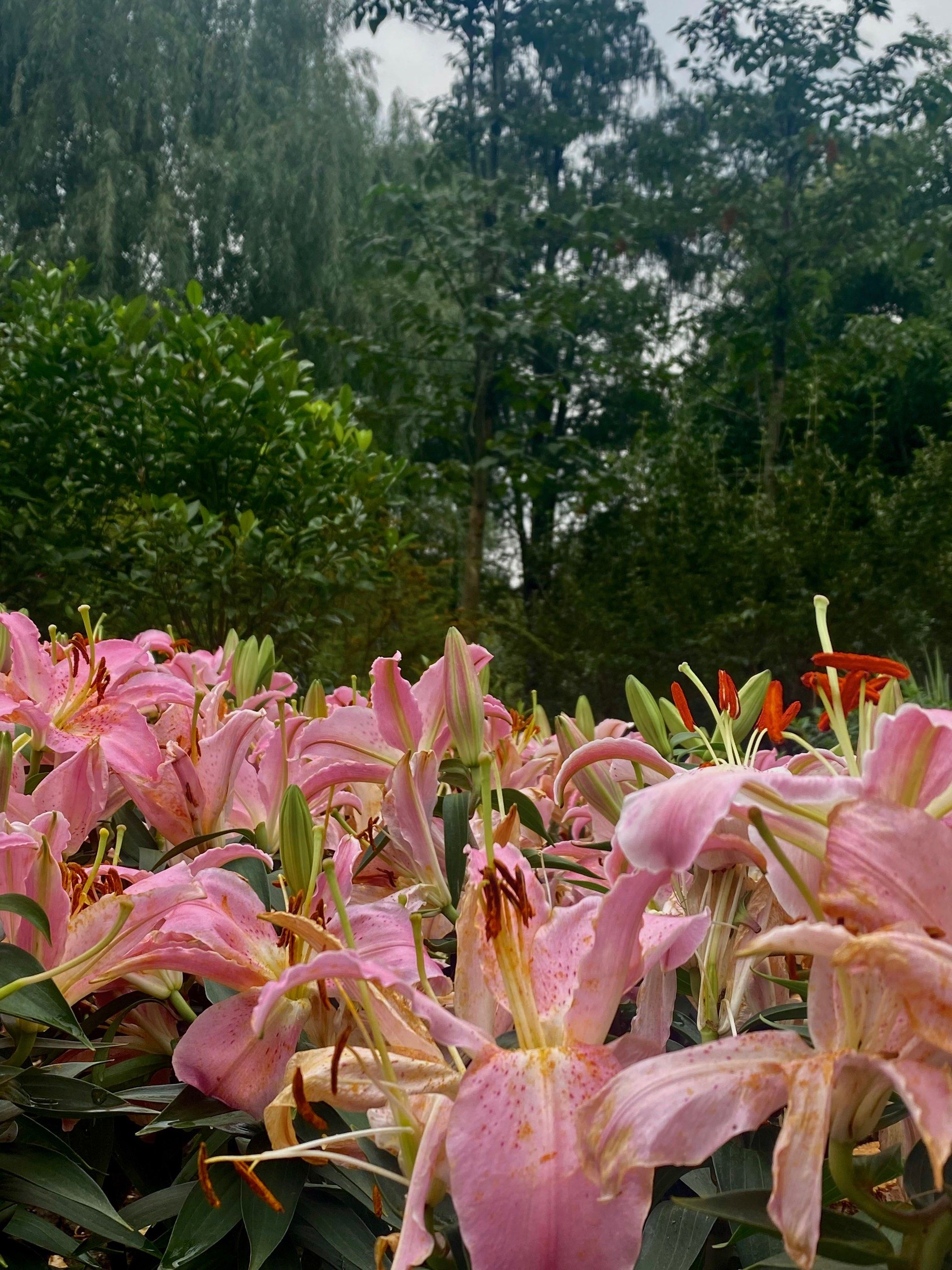 成都植物园|这片百合花,你确定不来看看吗?
