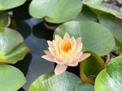 -中国科学院华南植物园