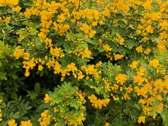 -紫颐香薰山谷景区