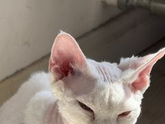 -众品老方子锅贴甜沫(李村店)