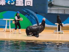 -秦皇岛乐岛海洋王国