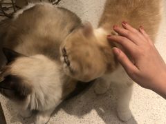 -飞行喵MR PILOT|猫舍·猫咖(静安大融城店)