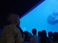 -多彩贵州城极地海洋世界