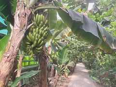 -呀路古热带植物园