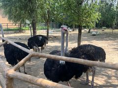 -大连森林动物园