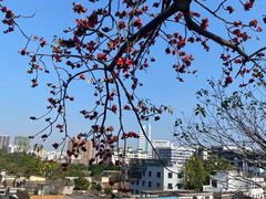 -佛山华盖山公园