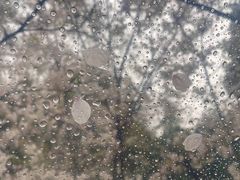 -武汉大学-樱园