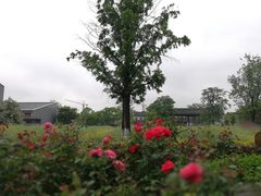-田园东方蜜桃村的田野营地