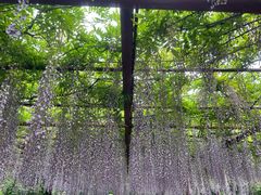 -嘉定紫藤园