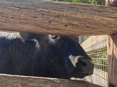 -费瑟代尔野生动物园