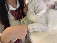 -Heymao猫咖.咖啡厅(东门店)