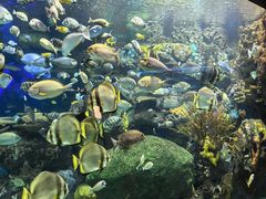 -瑞普利水族馆