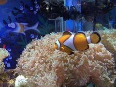 -太平洋海底世界