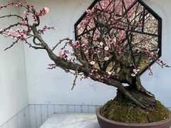 -香雪海