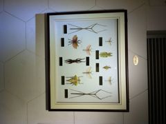 上海昆虫博物馆-上海昆虫博物馆