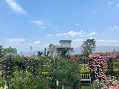 -猫米花园