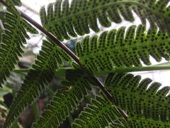 -南山植物园