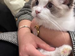 -飞行喵MR PILOT|猫舍·猫咖(静安大融城店)