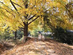 -千年银杏谷文化旅游区