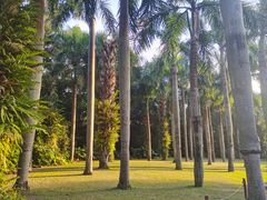 -深圳仙湖植物园