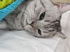 -北京观赏动物医院·24小时大型综合·猫专科·异宠专科