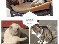 -猫小院猫主题咖啡厅(北锣店)