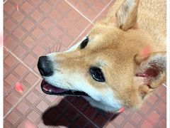 -柴犬高等学院·狗咖·柴犬售卖·宠物训练
