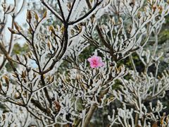 -梧桐山风景名胜区