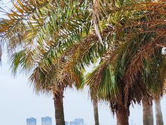 -九龙湖公园