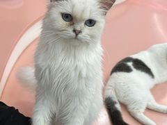 -1013 PET SHOP 宠物商店(近铁城市广场店)