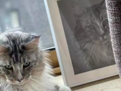 -欣宠猫屋·矮脚拿破仑·蓝金金渐层