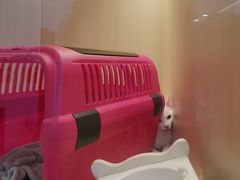-momokira米努特·德文卷毛猫·棉花面纱犬