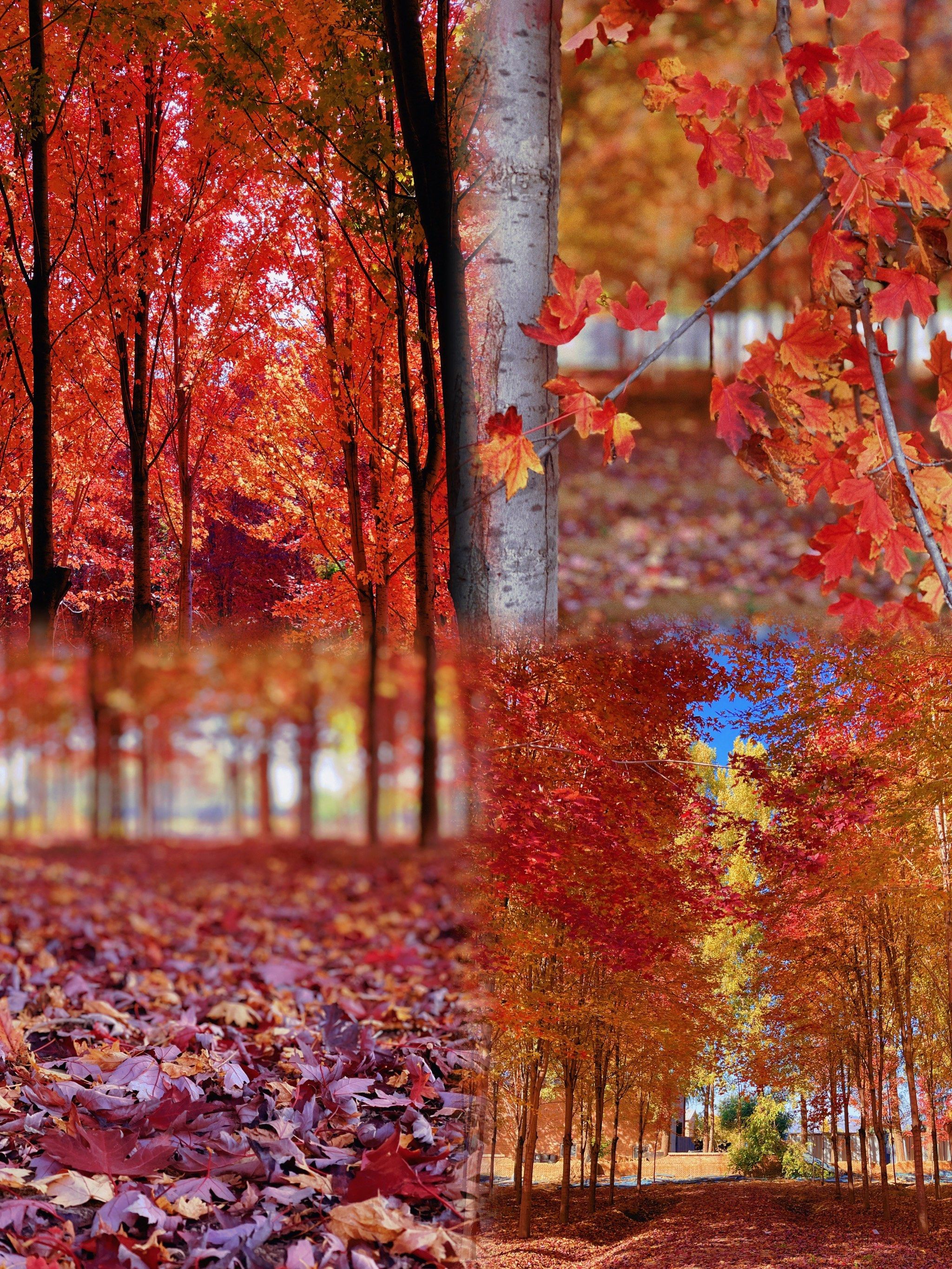 深秋小众枫林93