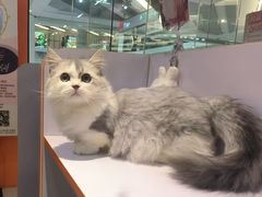-三花喵·撸猫购宠·宠物生活馆(虹桥南丰城店)