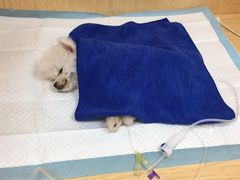 -美联众合动物医院·24h京西诊疗中心